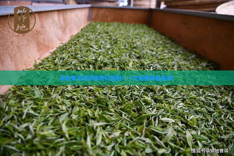 冰岛茶与班章茶有何区别