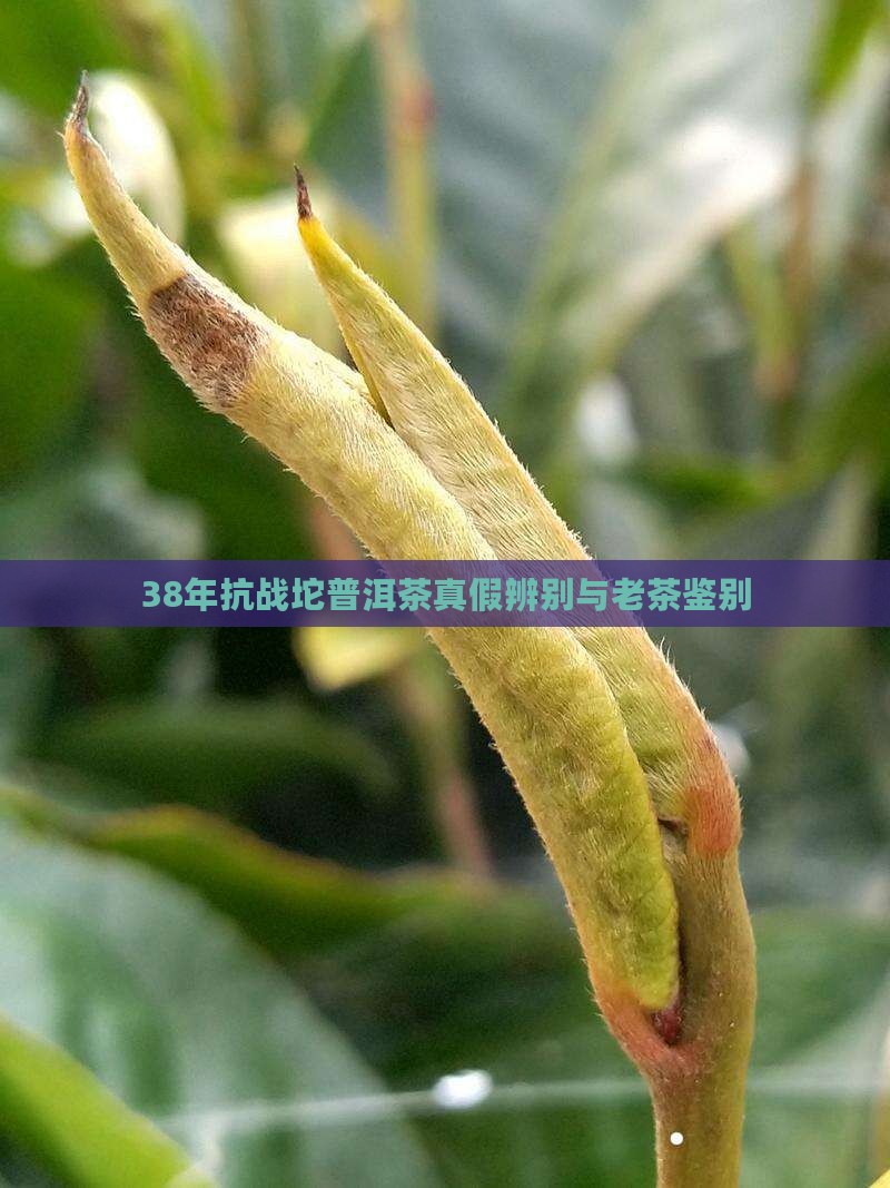 38年抗战坨普洱茶真伪