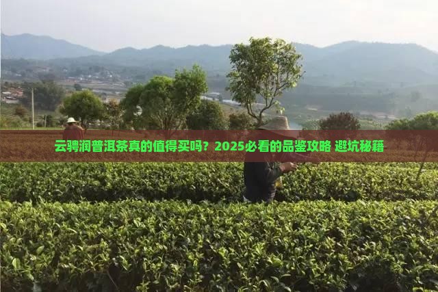 云骋润品牌普洱茶