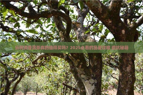 云骋润品牌普洱茶