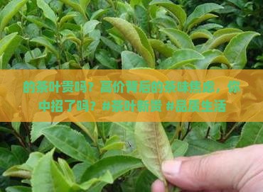日本的茶叶贵吗