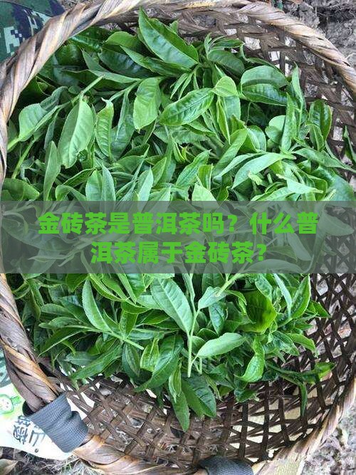 金砖茶是普洱茶吗