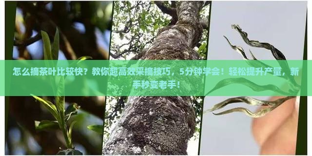 怎么摘茶叶比较快