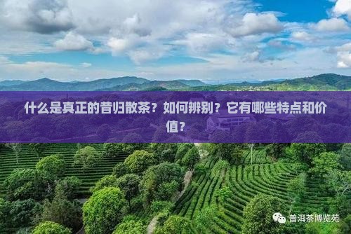 真正的昔归散茶