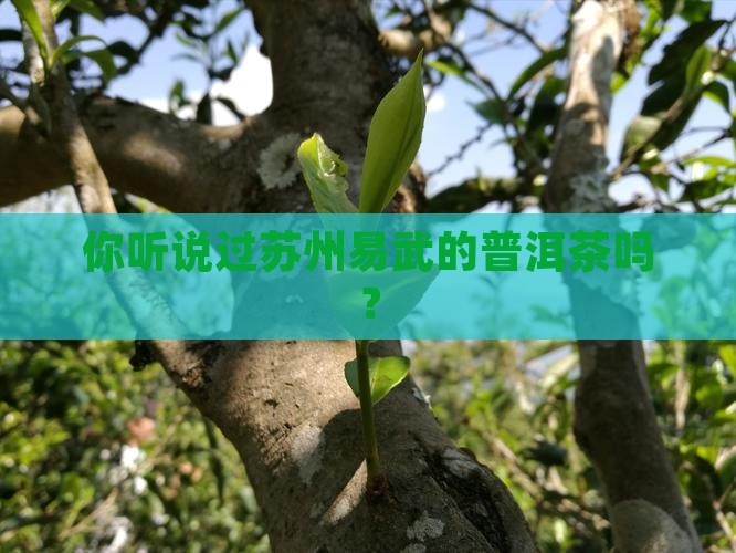 苏州易武普洱茶