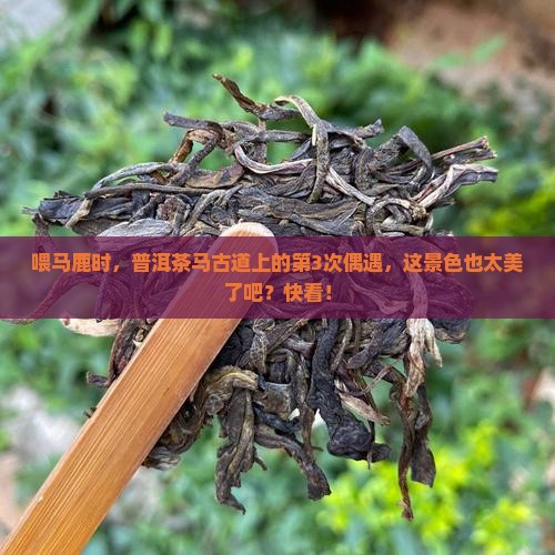 普洱茶马古道喂马鹿