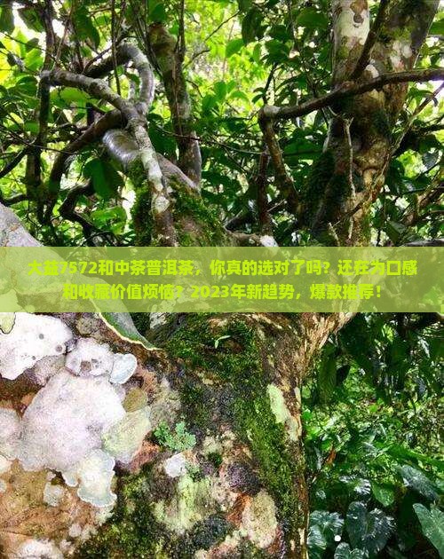 大益7572和中茶普洱茶