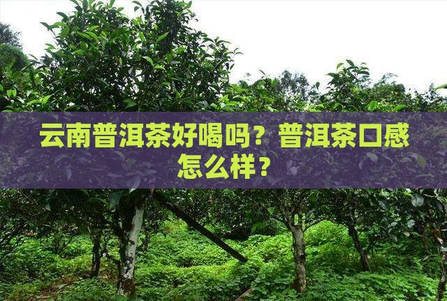 云南普洱茶怎么样好喝吗