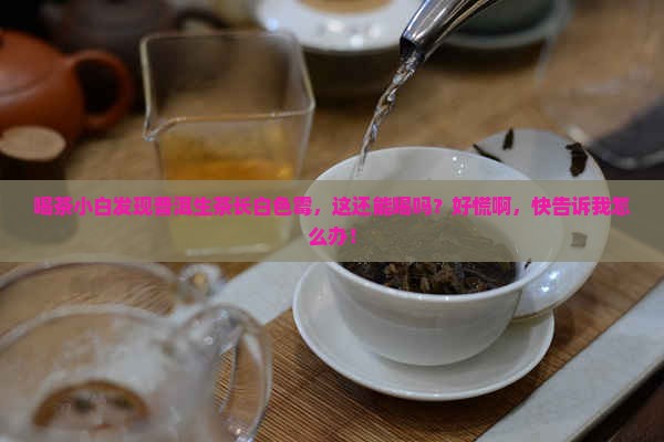 普洱生茶长白色霉