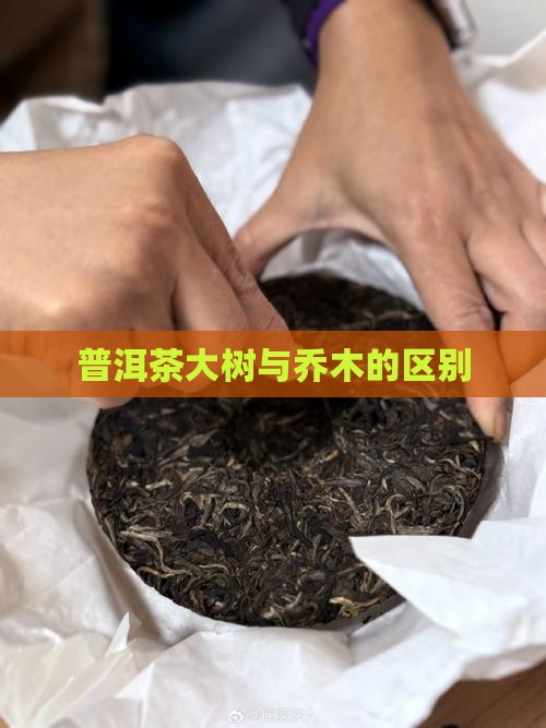 普洱茶大乔木区别