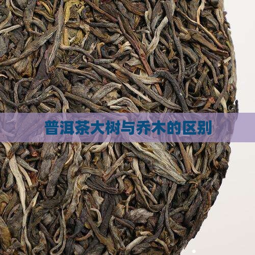 普洱茶大乔木区别