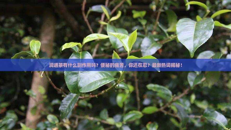 润通茶有什么副作用吗
