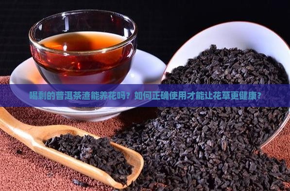 喝剩的普洱茶渣养花