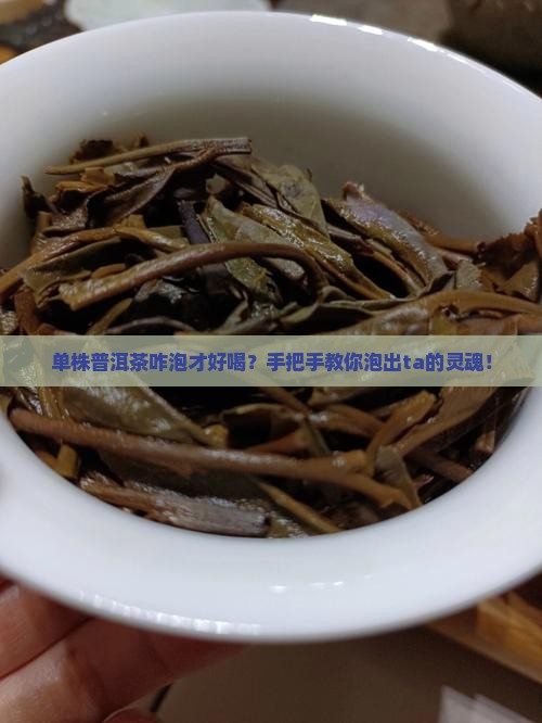 单株普洱茶的泡法