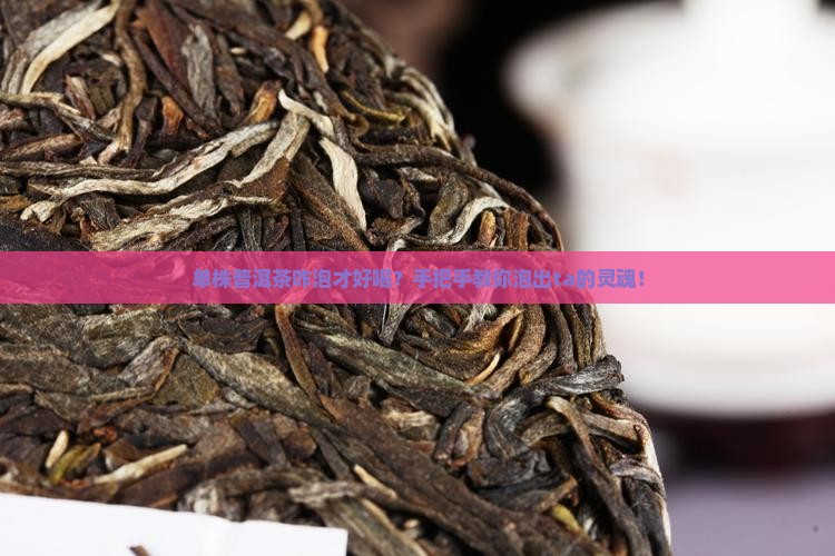 单株普洱茶的泡法