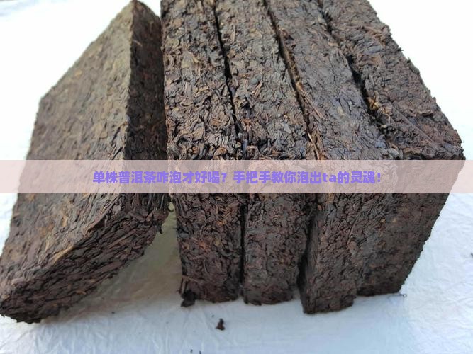 单株普洱茶的泡法