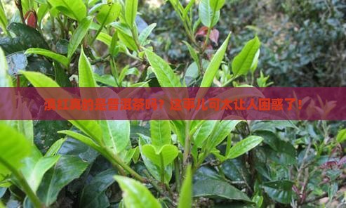 滇红属于普洱茶么