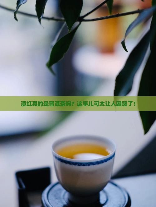 滇红属于普洱茶么