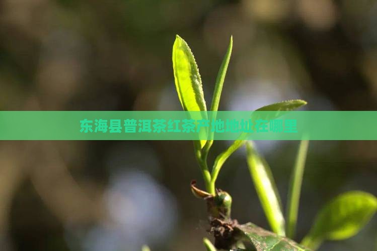 东海县普洱茶红茶产地