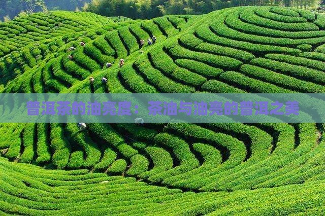 普洱茶的油亮度