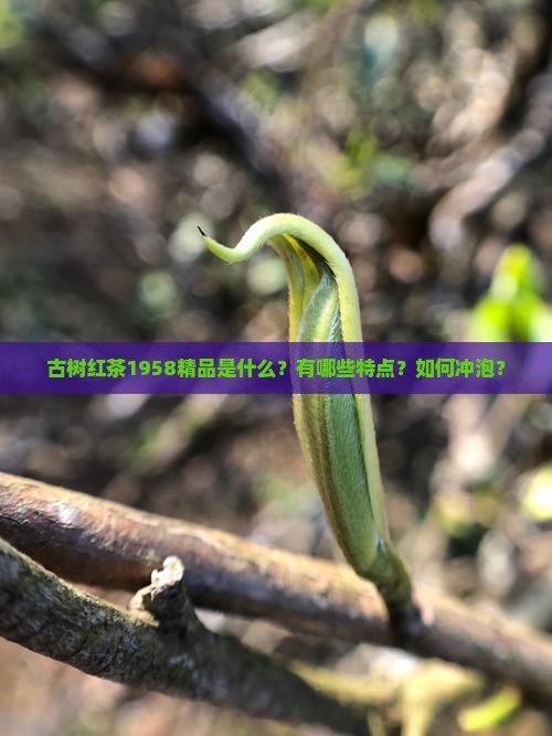 古树红茶1958精品