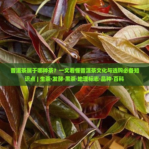 普洱茶是属于哪种