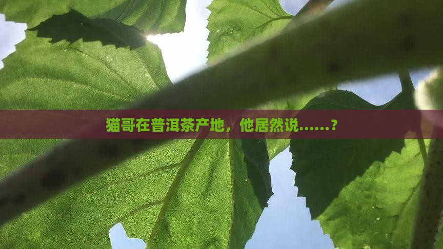 猫哥在普洱茶产地