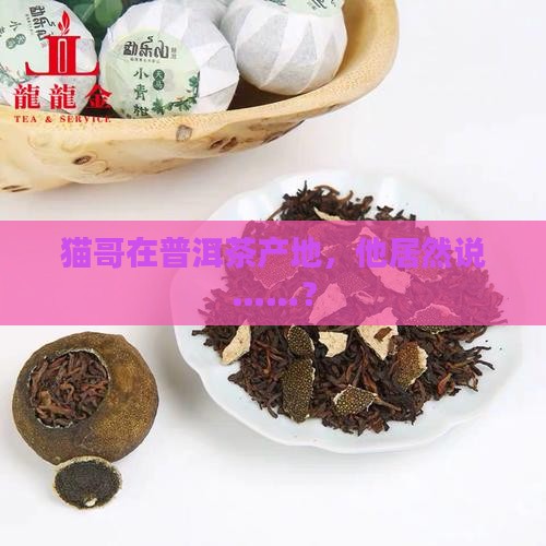 猫哥在普洱茶产地