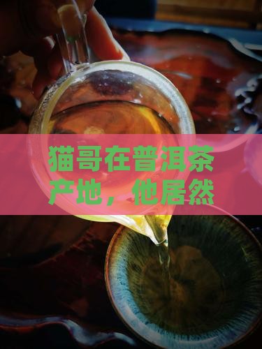 猫哥在普洱茶产地