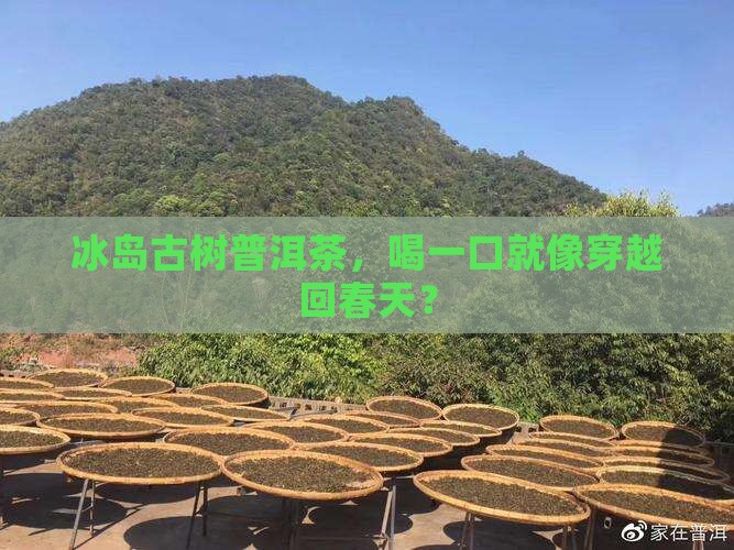 冰岛古树普洱茶口味特征 冰岛古树普洱茶口味特征