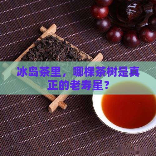 冰岛茶最大的树龄