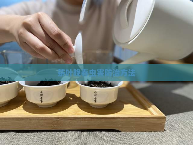 茶叶茶晚春的虫如何治