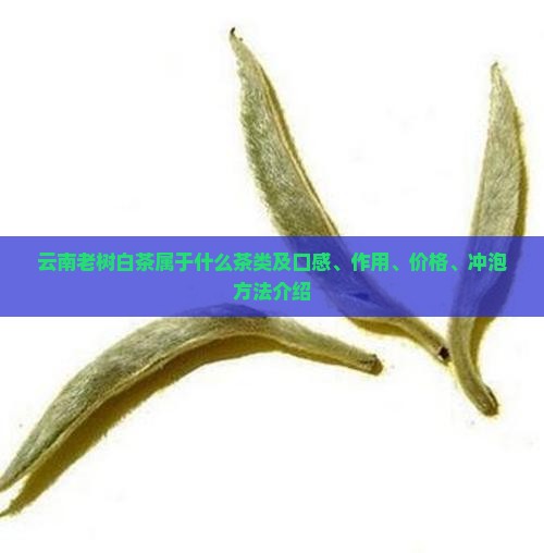 云南老树白茶属于什么茶