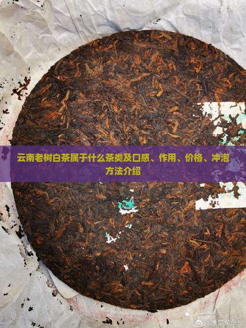 云南老树白茶属于什么茶