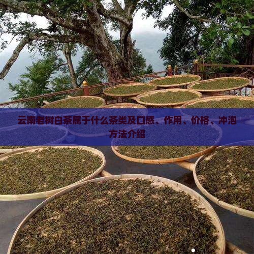 云南老树白茶属于什么茶