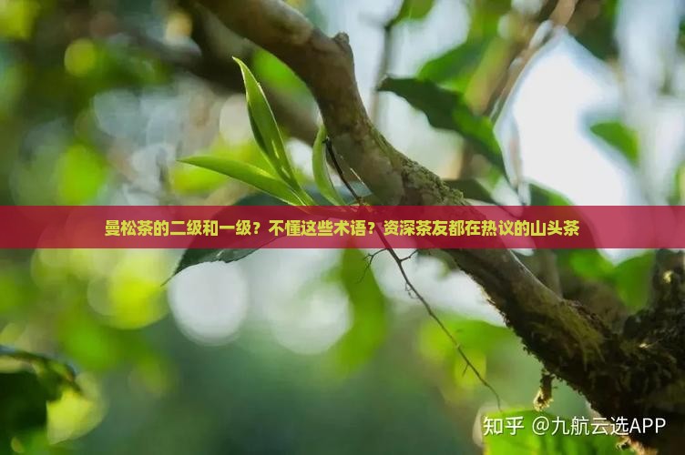 曼松茶的二级和一级
