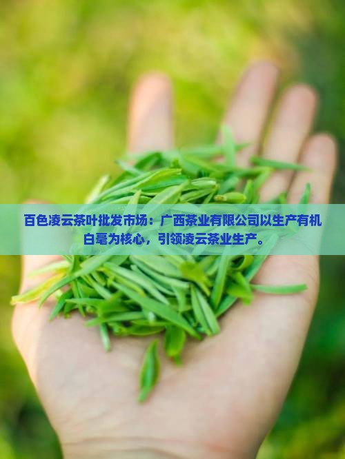 百色凌云茶叶批发市场