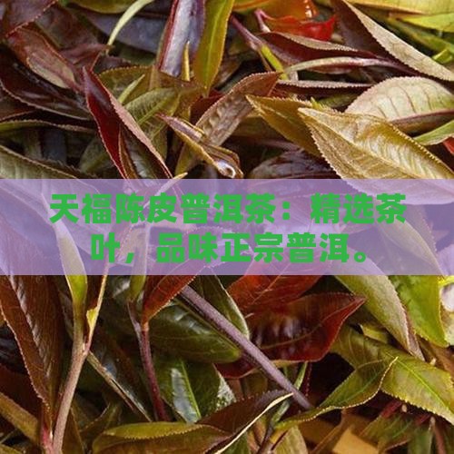 天福陈皮普洱茶