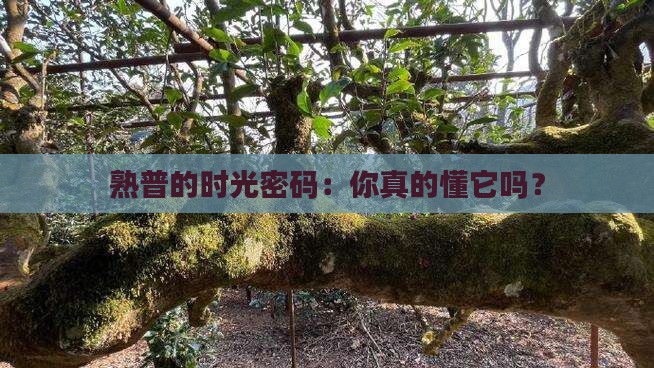 普洱茶熟普存放时间