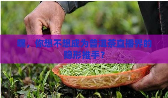 普洱茶直播助理工作