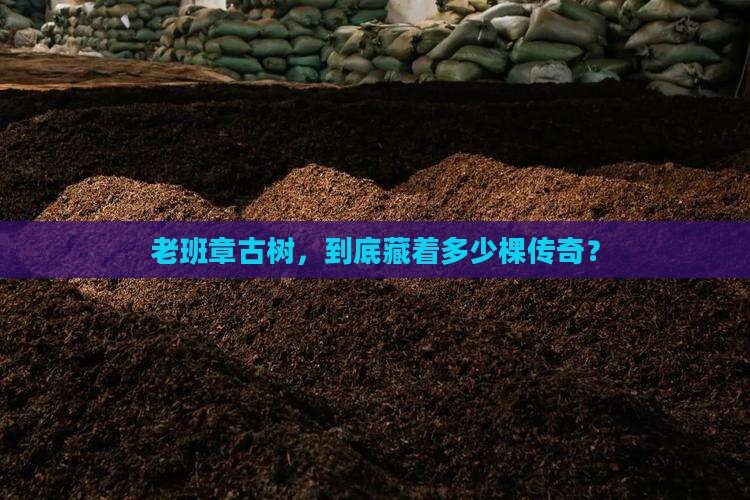 老班章古树一共有多少棵