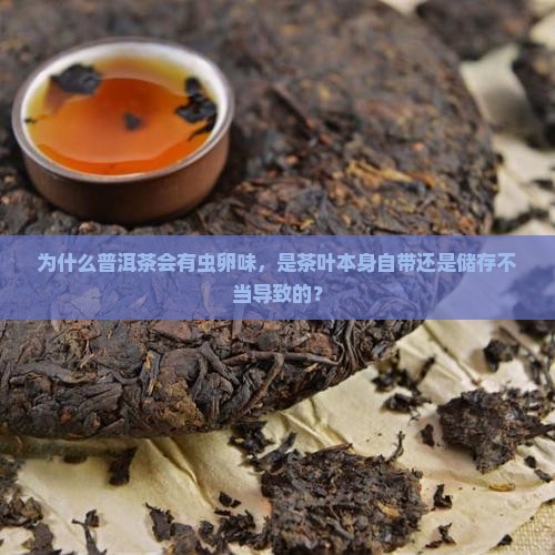 为什么普洱茶有虫卵味道