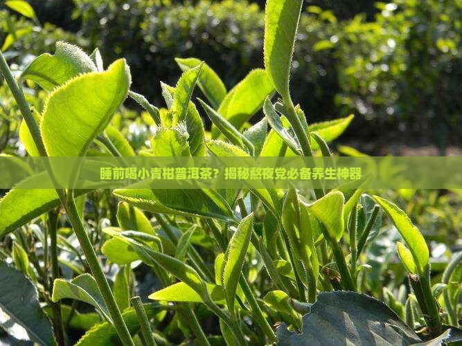 小青柑普洱茶睡前喝