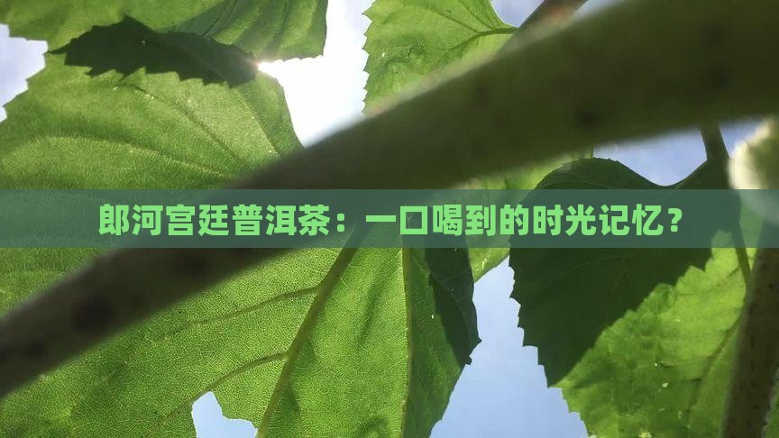 郎河宫廷普洱茶