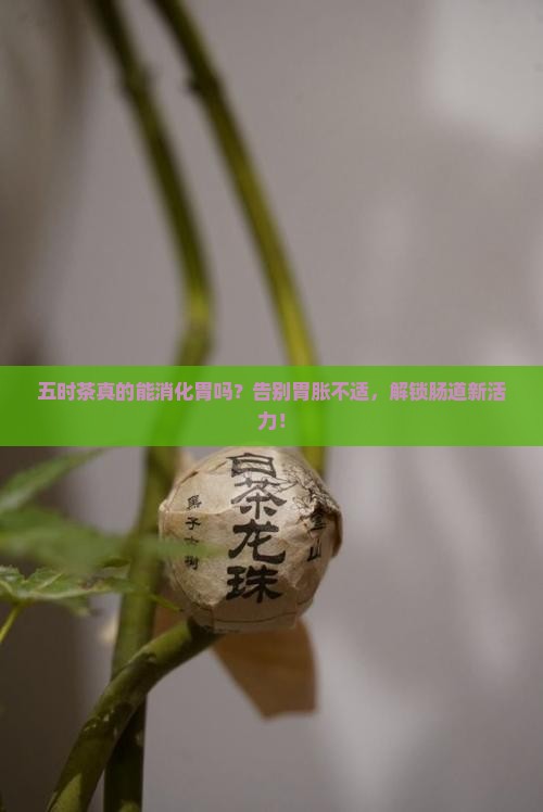 五时茶的功效能消化胃