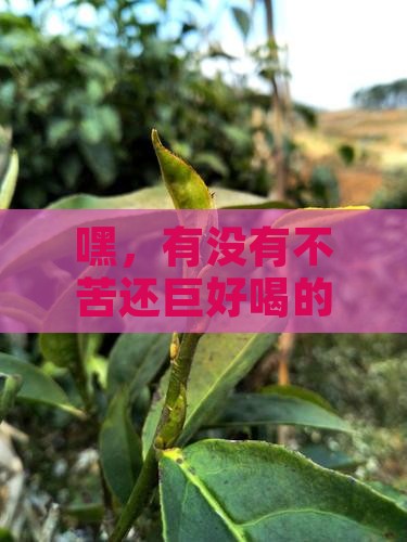 什么茶叶不苦又好喝又健康