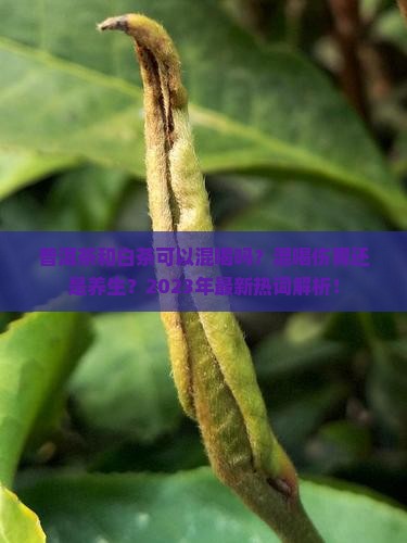 普洱茶和白茶可以混喝吗