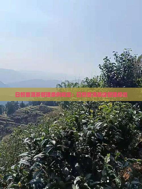 日照普洱茶管理条例规定