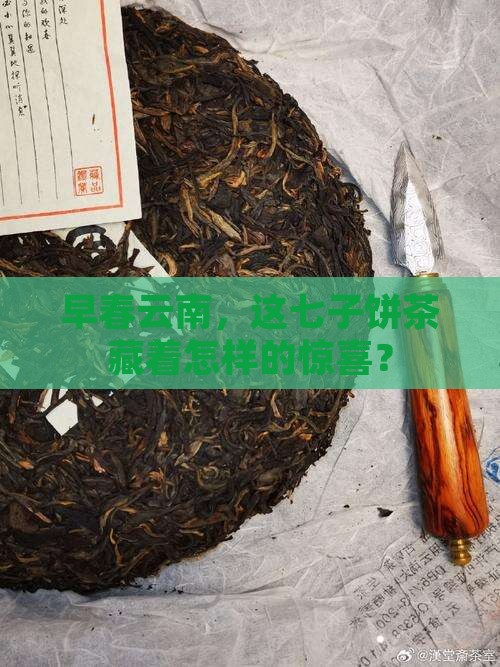 云南早春乔木七子饼茶