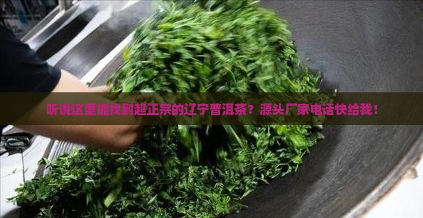 辽宁普洱茶源头厂家电话